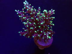 Acropora carduus