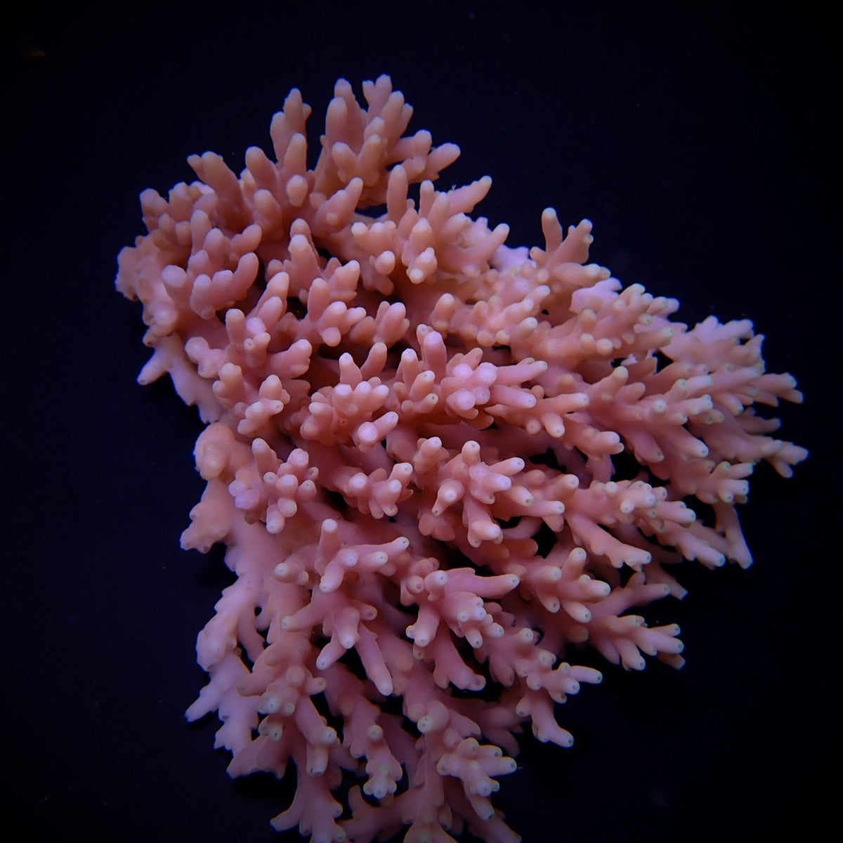 Acropora caroliniana
