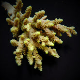 Acropora chesterfieldensis