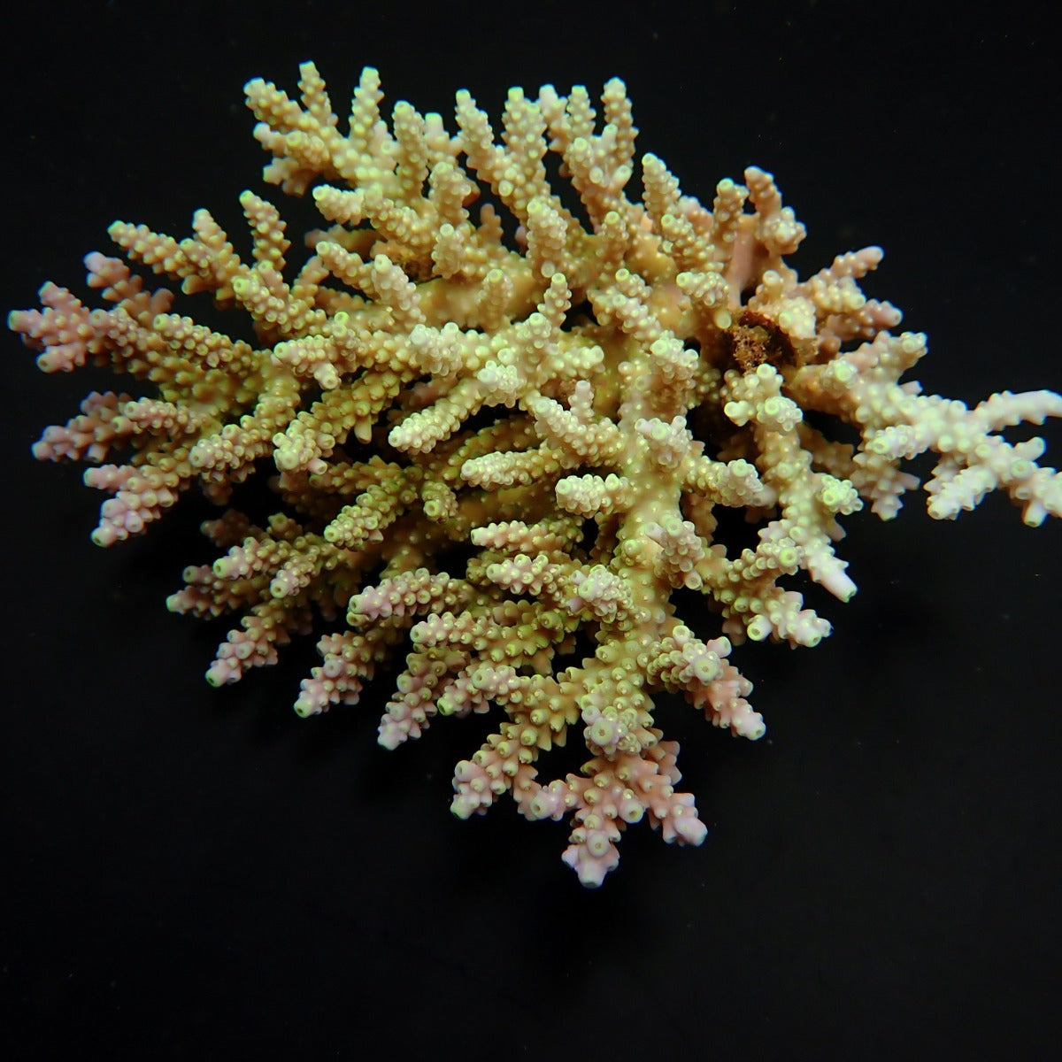 Acropora chesterfieldensis