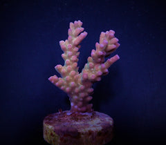 Acropora clathrata (frag)