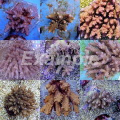 Coral pack - Acropora Common 10 pcs (small)