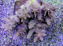 Acropora spp. (Coral Sea) (Common)