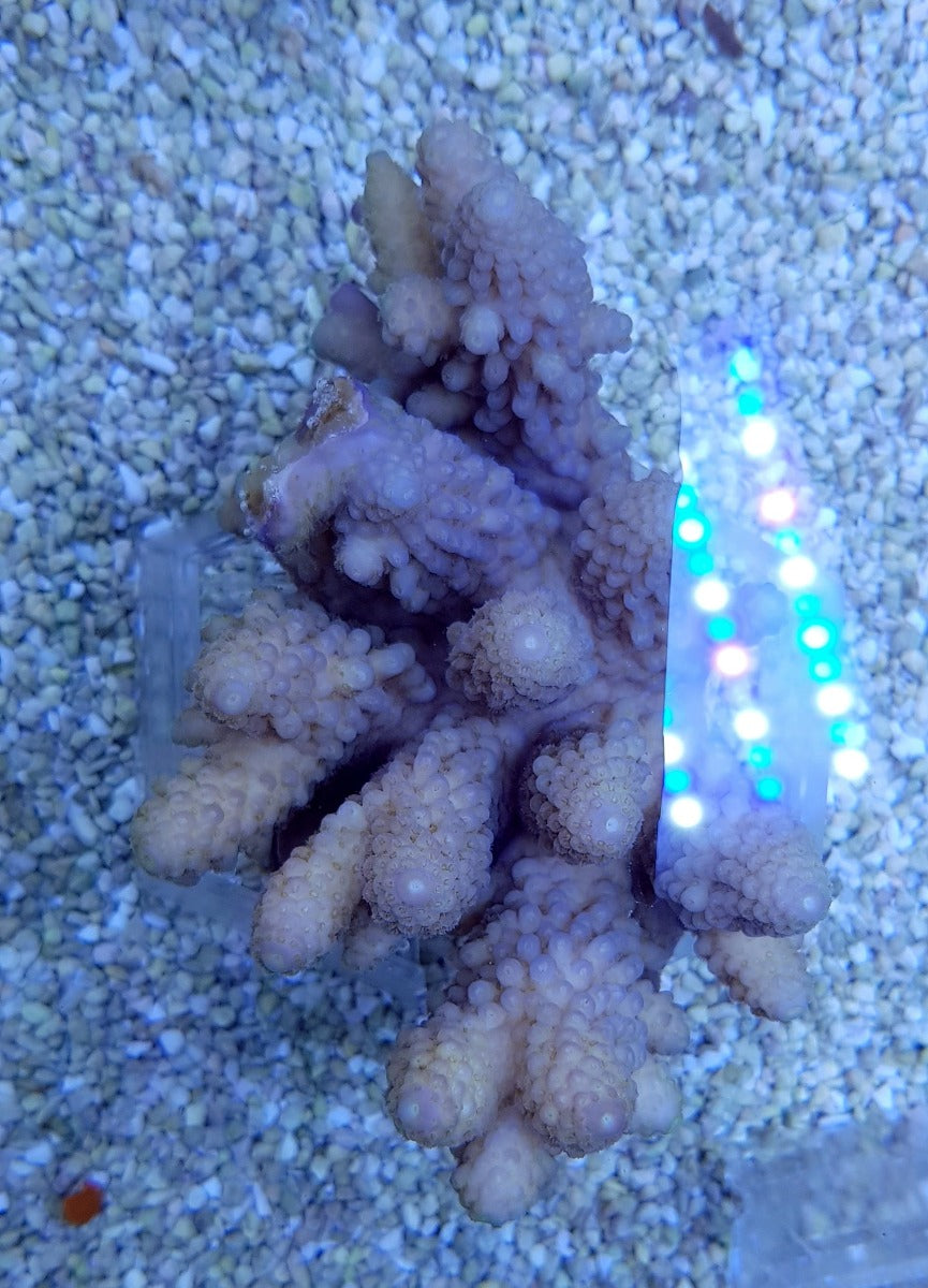 Acropora spp. (Coral Sea) (Common)