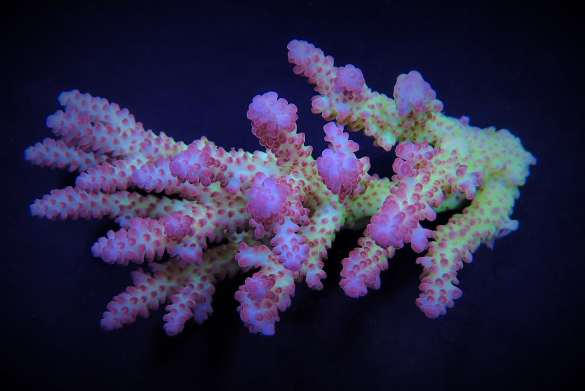 Acropora spp. (Coral Sea) (Ultra)