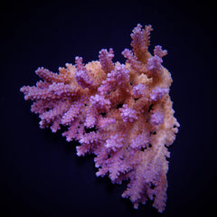 Acropora spp. (Coral Sea) (Ultra)