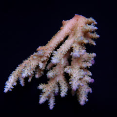 Acropora spp. (Coral Sea) (Ultra)