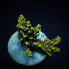 Acropora cytherea (frag)