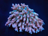Acropora dendrum