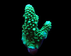 Acropora digitifera (frag)