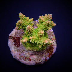 Acropora divaricata