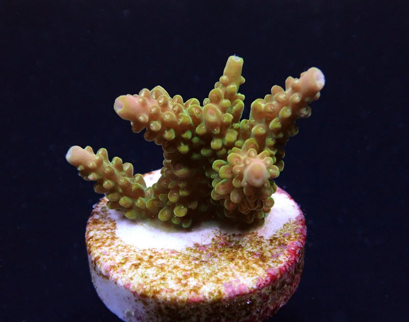 Acropora divaricata (frag)