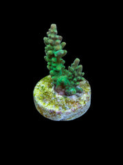 Acropora divaricata (frag)