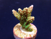 Acropora divaricata (frag)
