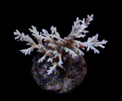 Acropora echinata