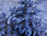 Acropora echinata (Ice fire)