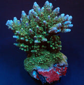 Acropora efflorescens