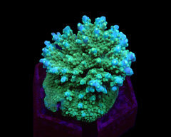 Acropora efflorescens