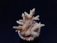 Acropora elegans (frag)