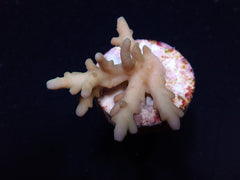 Acropora elegans (frag)