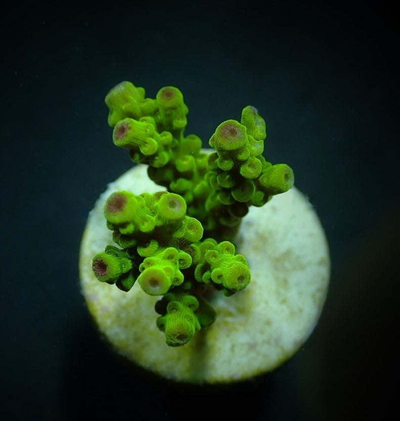 Acropora florida (frag)