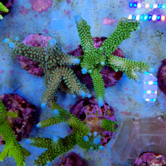 Acropora formosa