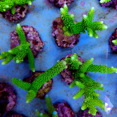 Acropora formosa