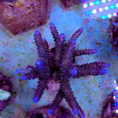 Acropora formosa