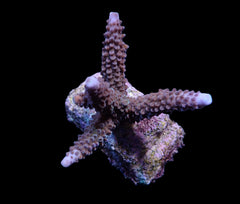 Acropora formosa