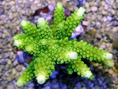 Acropora formosa (Green)