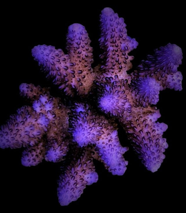 Acropora gemmifera