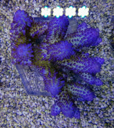 Acropora gemmifera