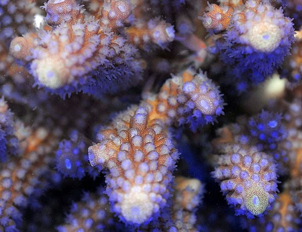 Acropora gemmifera