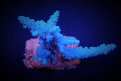 Acropora gomezi