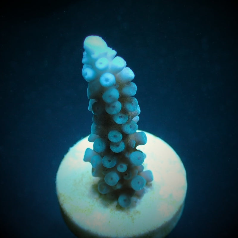 Acropora gomezi (frag)