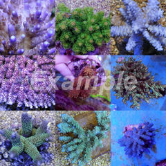 Coral pack - Acropora Grade A 5 pcs (large)