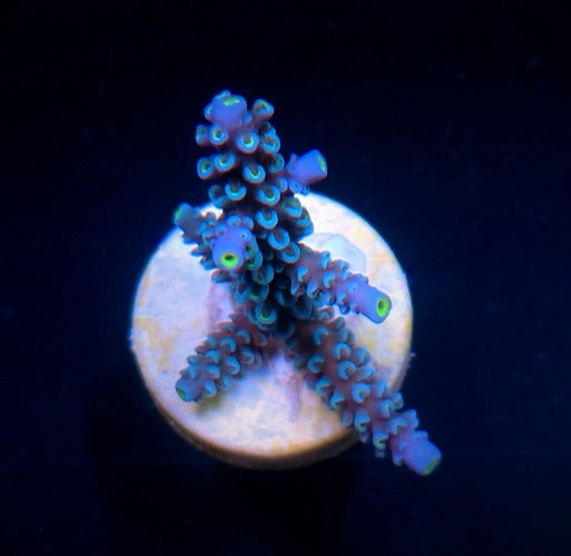 Acropora hoeksemai (frag)