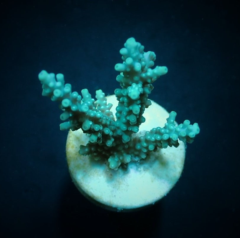 Acropora horrida (frag)