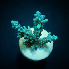 Acropora horrida (frag)