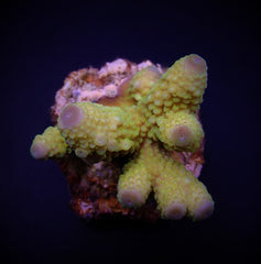 Acropora humilis (Green)