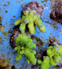Acropora humilis (Green)