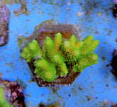 Acropora humilis (Green)