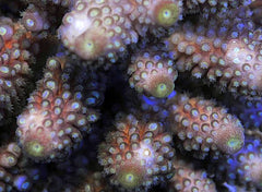 Acropora humilis (Green)