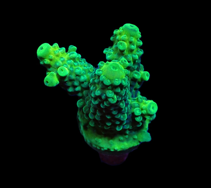 Acropora humilis (Green) (frag)