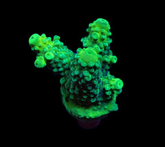 Acropora humilis (Green) (frag)