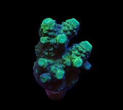 Acropora humilis (Green) (frag)