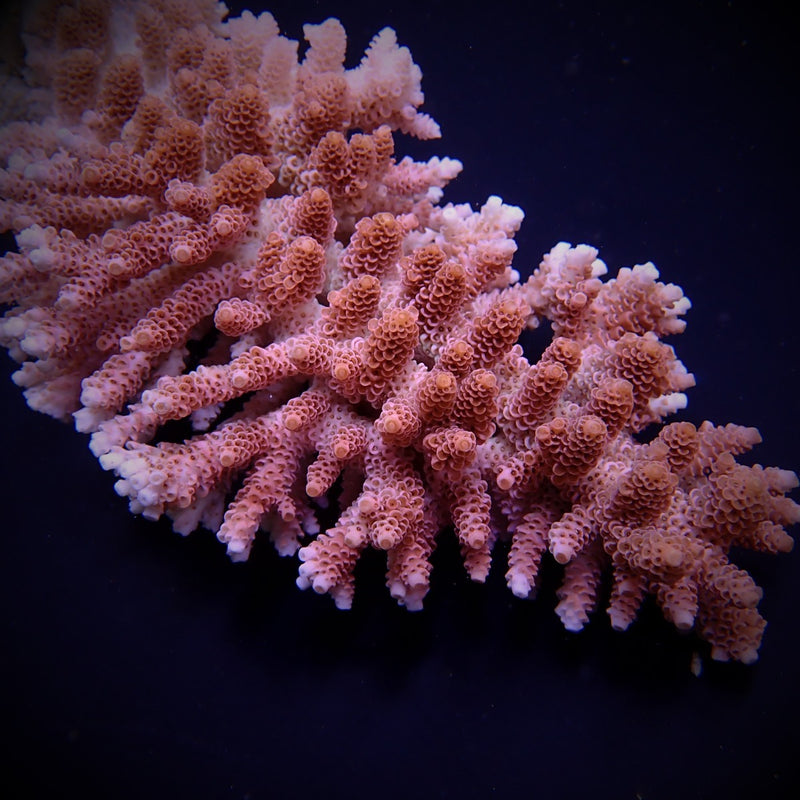 Acropora hyacinthus