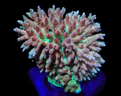 Acropora hyacinthus (Red Planet) (XL) o 646
