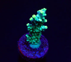 Acropora kimbeensis (frag)
