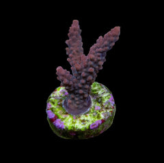 Acropora latistella (frag)